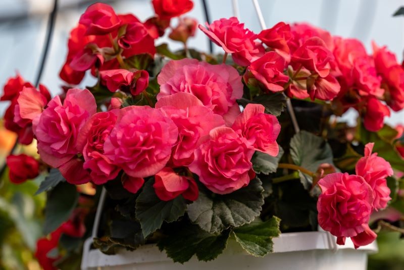 Różowa begonia bulwiasta może być uprawiana w donicy.