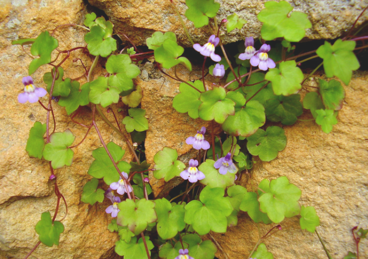 Cymbalaria