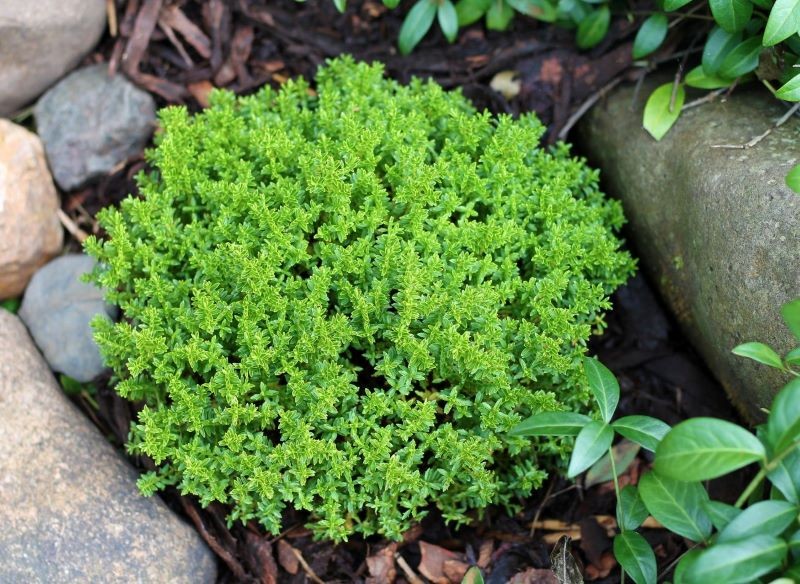 Hebe upiększy każdy skalniak.