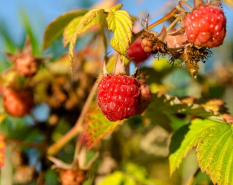 Jesień to ważny czas dla malin. Podsyp je naturalnym nawozem, by za rok podwójnie owocowały