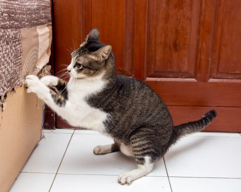 Kot drapie meble – co z tym zrobić?