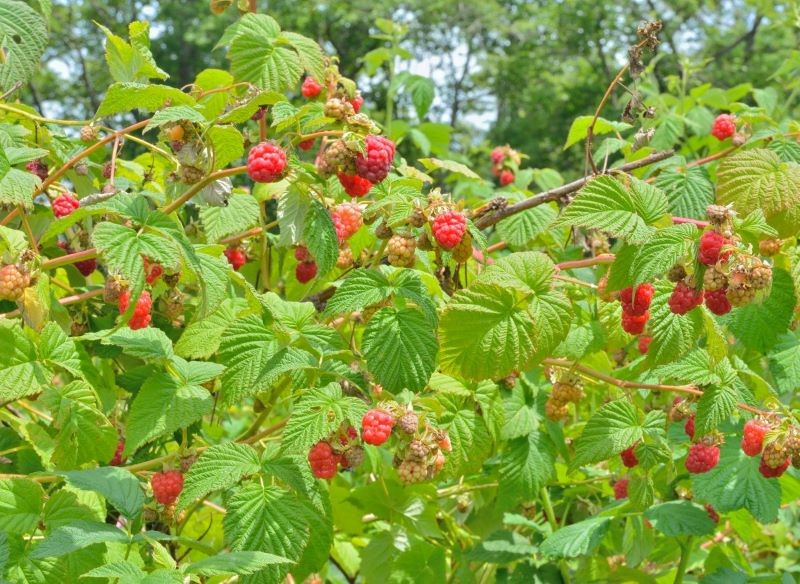 Maliny powtarzające owocowanie najlepiej przycinać w listopadzie.