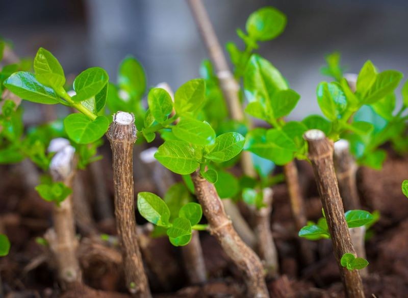Jakie rośliny można rozmnażać przez sadzonki zdrewniałe?