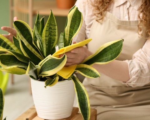 Prosty do zrobienia płyn na ziemiórki w sansewierii. Działa szybko, liście znów są soczyście zielone