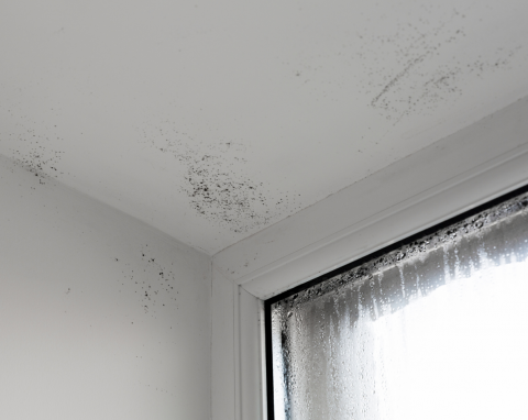 Dlaczego w domu zimą czuć wilgoć? 6 powodów, które ja zatrzymują i powodują rozwój pleśni