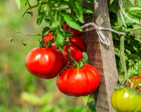 Czym dokarmiać pomidory przez cały sezon? Naturalne nawozy od sadzenia aż po zbiory