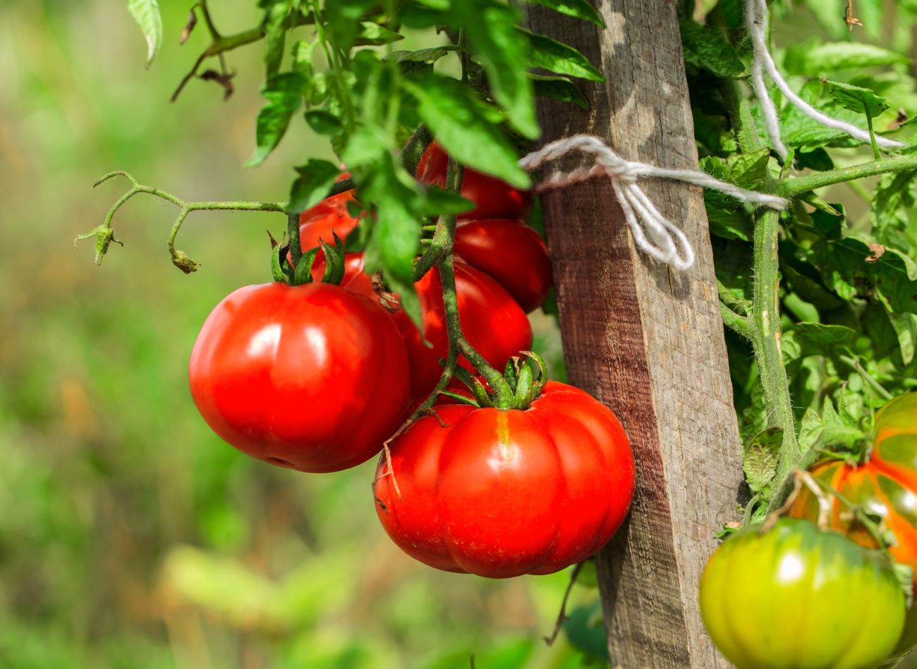  Naturalne dokarmiacze pomidorów. Stosuję cały sezon, zawsze mam duże plony