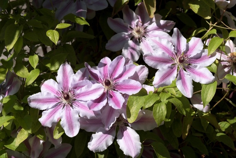 jak pielęgnować powojniki wielkokwiatowe