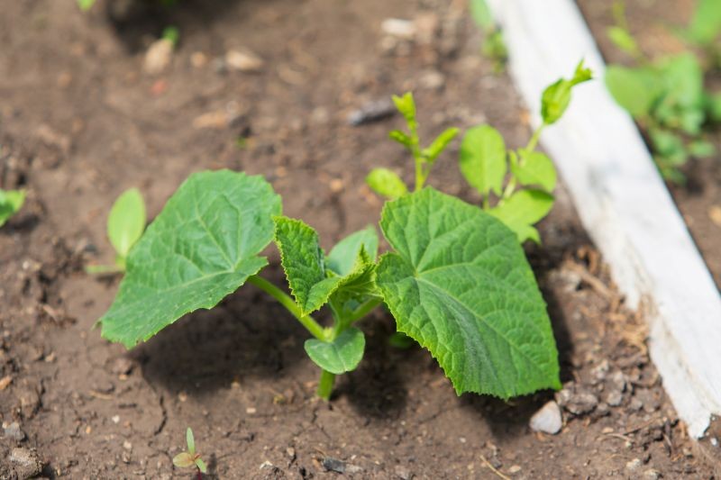 Siew do zimnej gleby jest jedną z przyczyn braku wschodów ogórka.