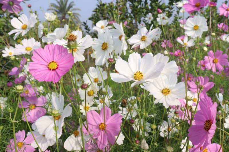 Kosmosy kojarzą się z babcinym ogródkiem.