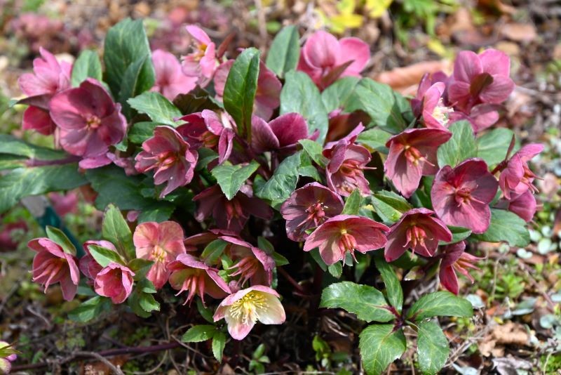 Ciemierniki są łatwe w uprawie, ale czasem stwarzają problemy.