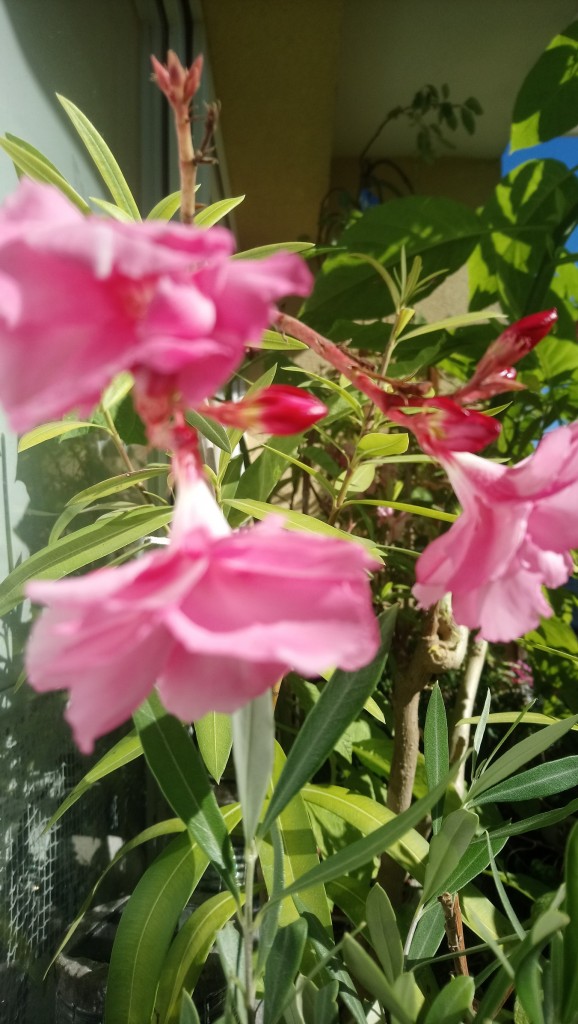 Balkon, Lato na balkonie.............moje datury........... - ................oleander.............