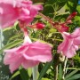 Balkon, Lato na balkonie.............moje datury........... - ................oleander.............