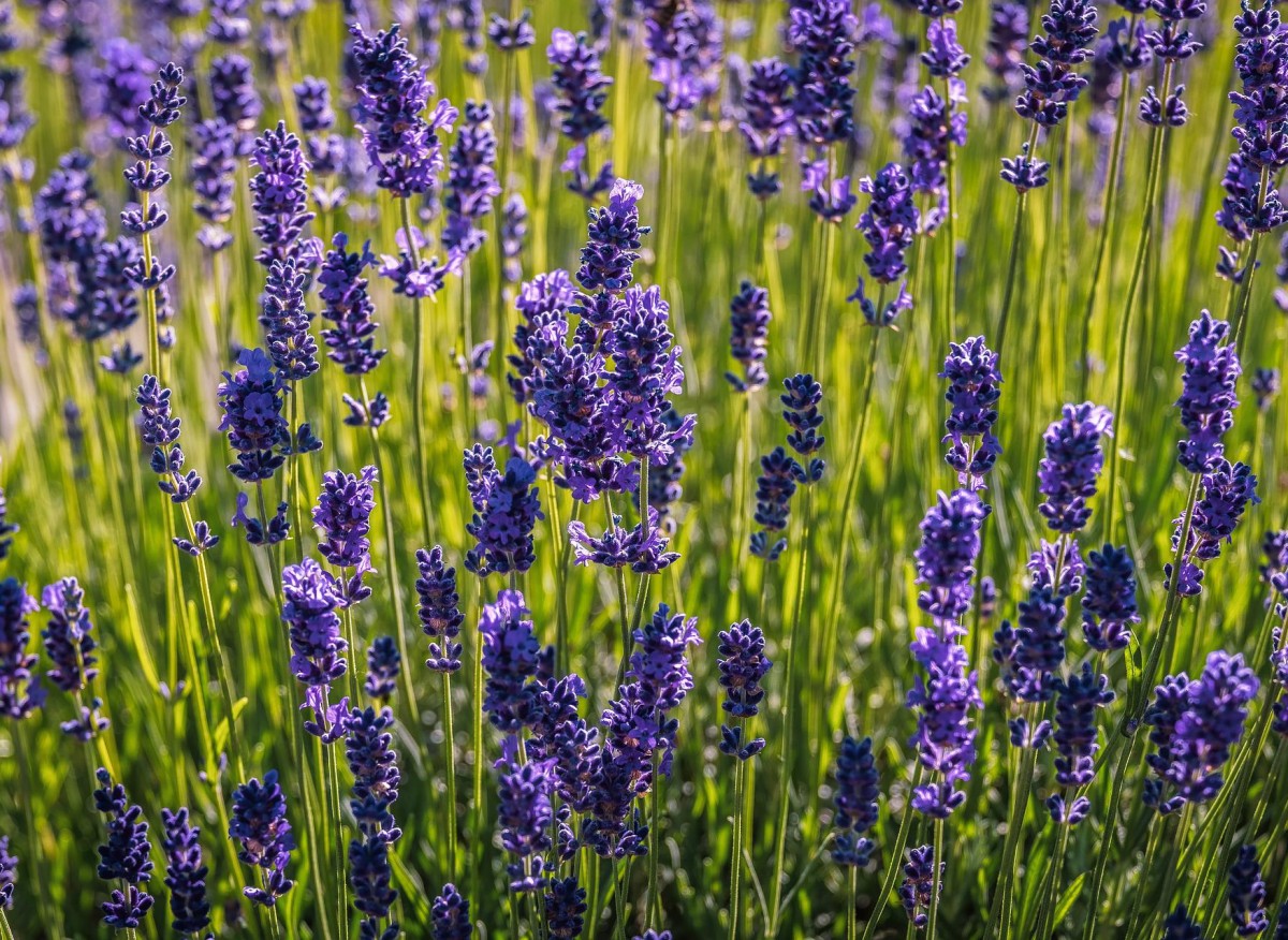 lawenda wąskolistna