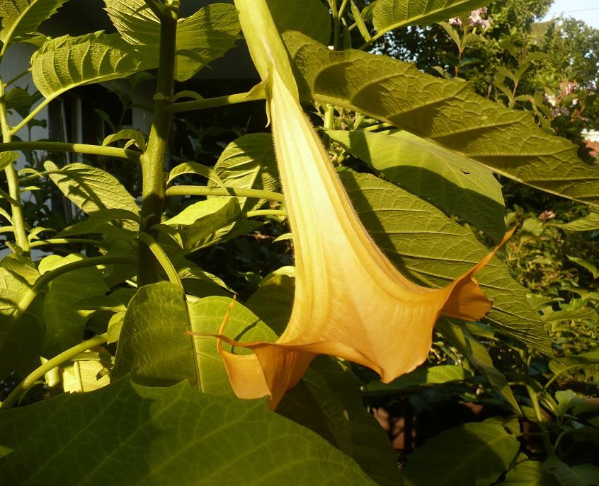 Pozostałe, Wrześniowa ..............pełna lata........... - .........i datura............