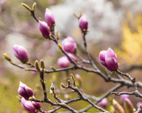 Jak zabezpieczyć magnolie na zimę? Okrywanie i kopczykowanie pomoże przetrwać mrozy
