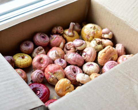 Kontrola przechowywanych bulw i kłączy. Jak reagować na pleśń i przesuszenie?