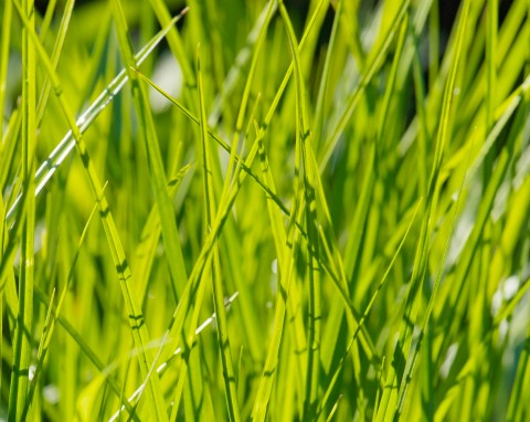 Turzyca palmowa (Carex muskingumensis)