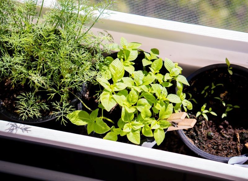 Jakie zioła posadzić w doniczce? Do wyboru mamy wiele aromatycznych gatunków.