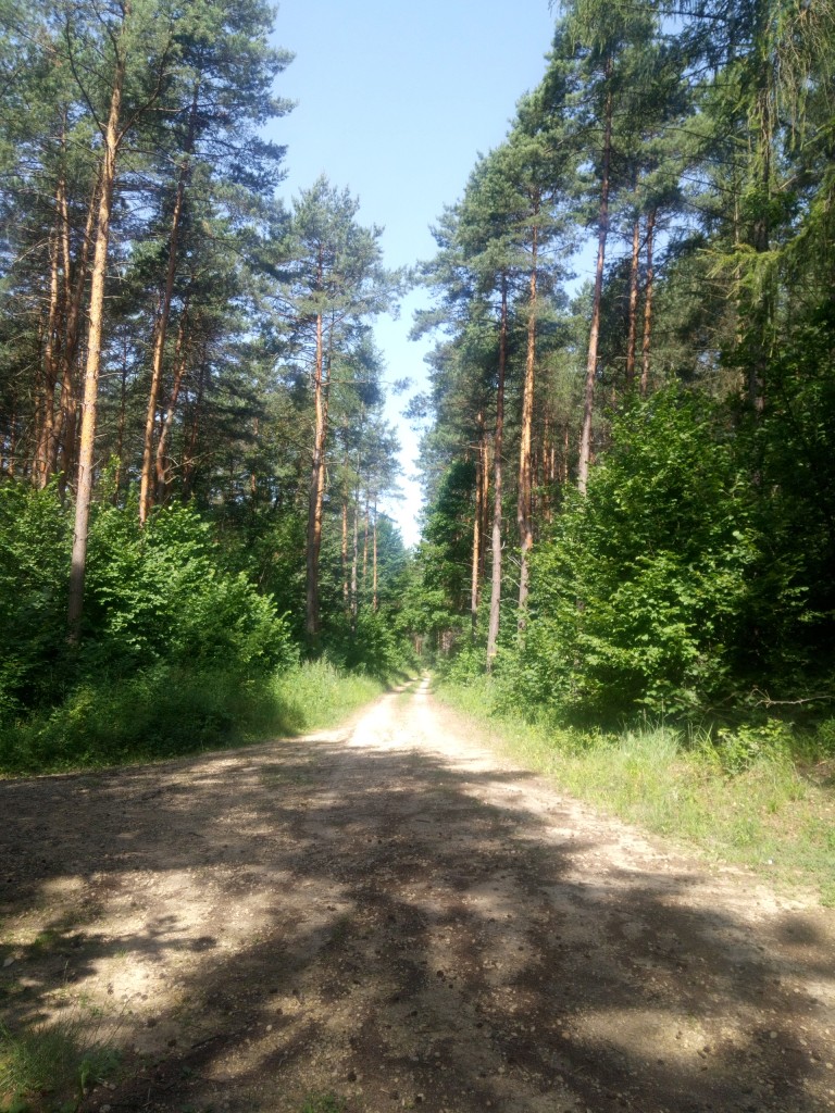 Leśne klimaty, W lesie