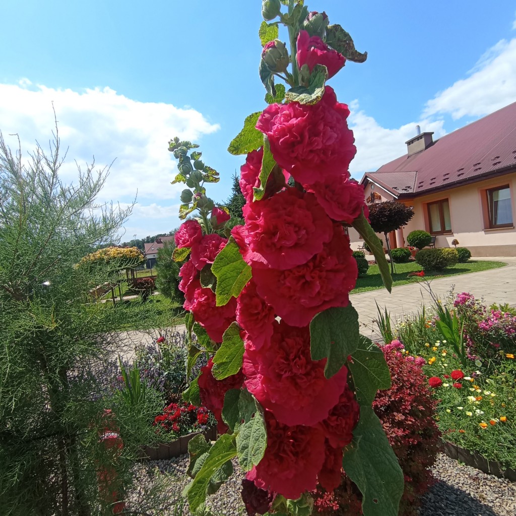 Rośliny, Ogród