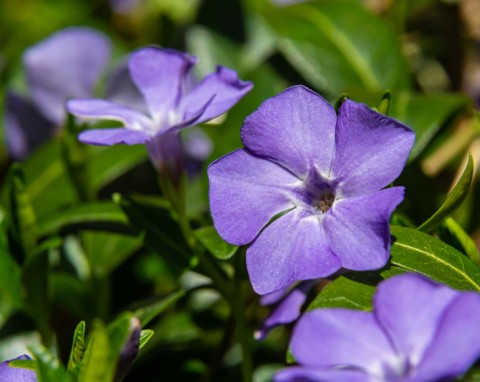 Barwinek pospolity (Vinca minor)