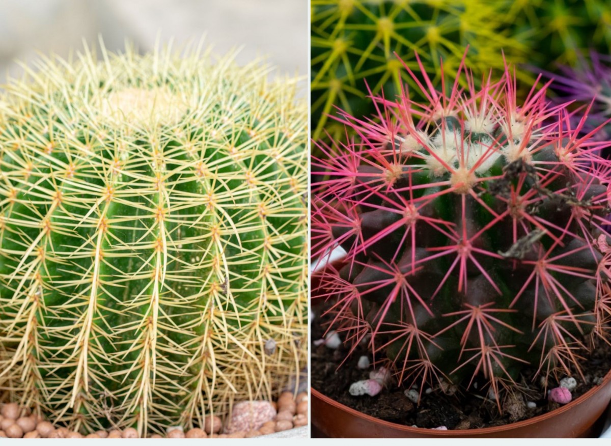 Echinocactus grusonii