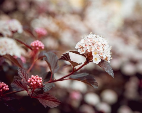 Kalina wonna (Viburnum farreri)