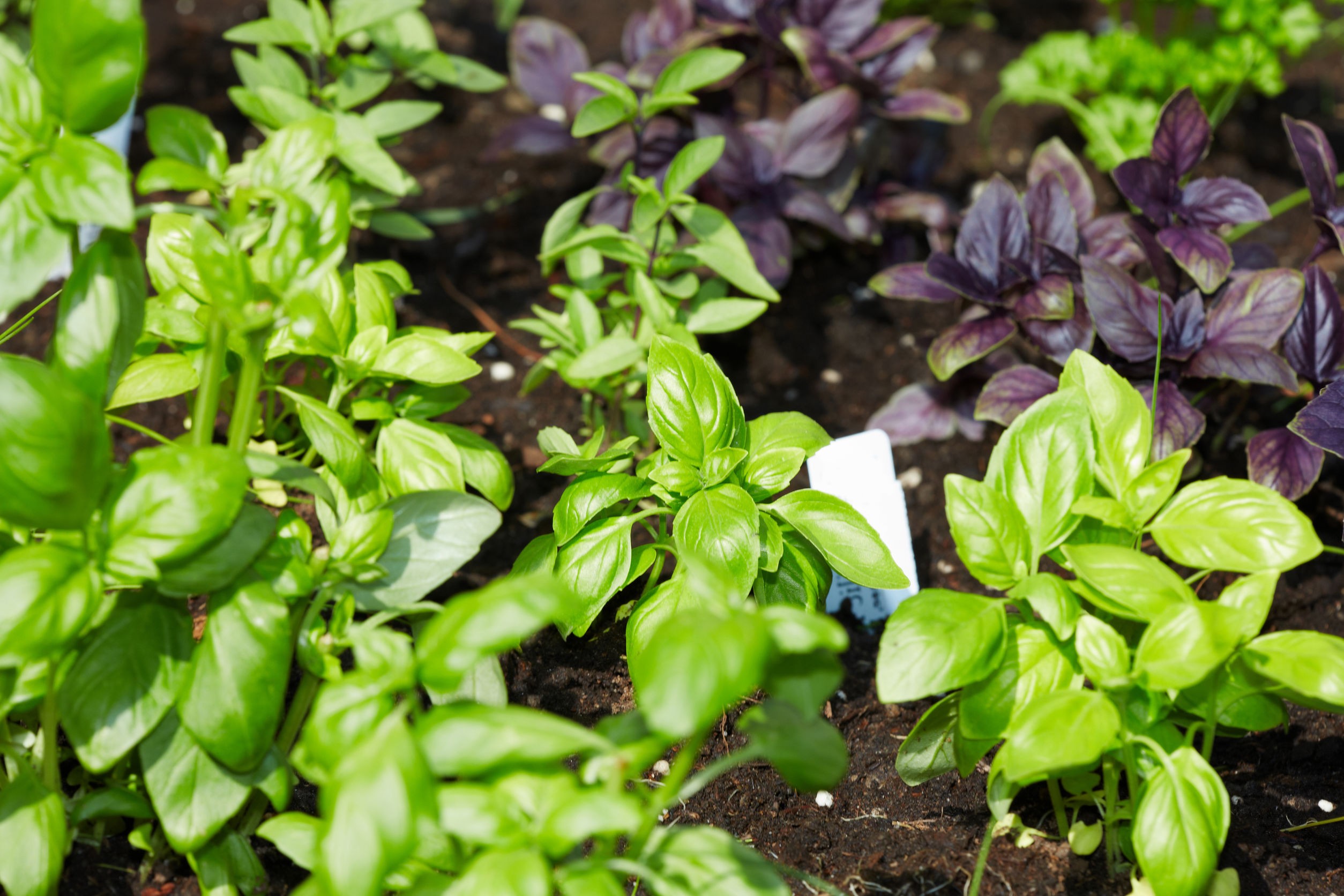 Dwie odmiany bazyli zielona i czerwona