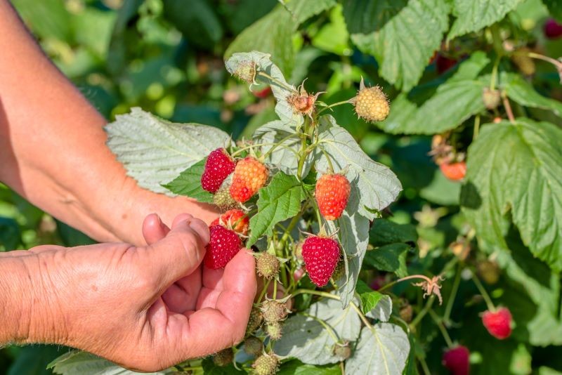 Maliny najlepiej posadzić w ogrodzie jesienią.