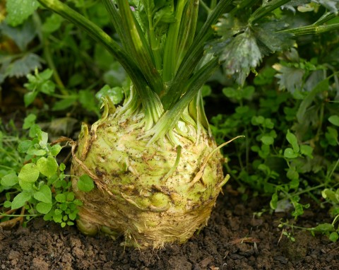 Zwróć uwagę przy zbiorze selera. Jeden szczegół wpłynie na jakość warzywa