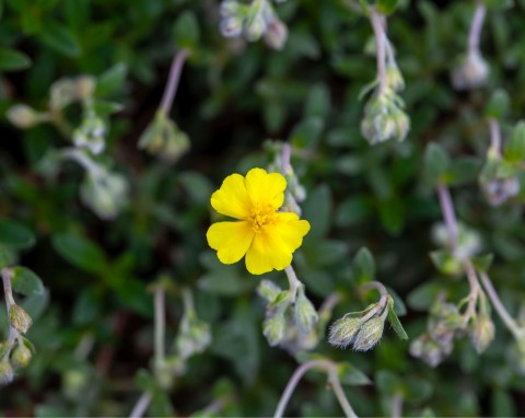 Pięciornik gęsi (Potentilla anserina)