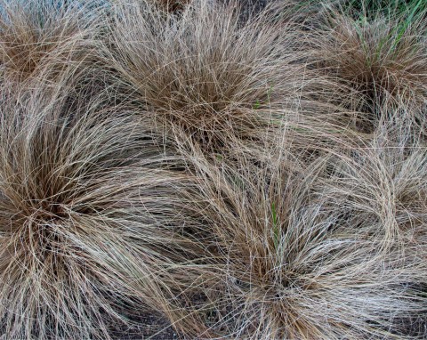 Turzyca włosista (Carex comans)