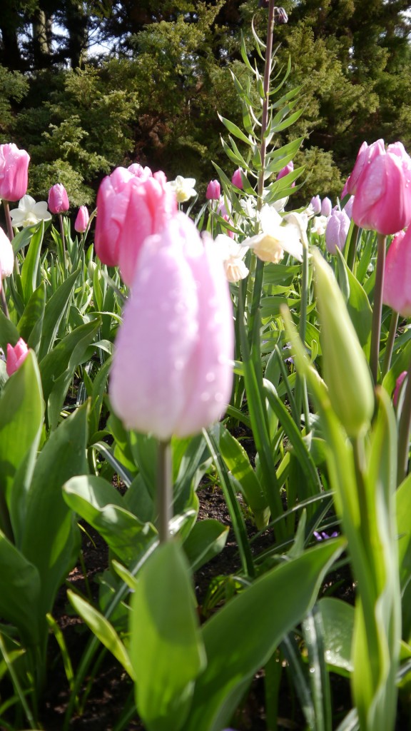 Pozostałe, Keukenhof