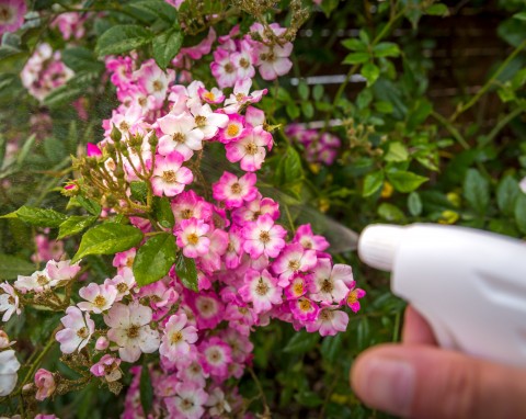 Jak dbać o róże, aby zdobiły ogródek kolorowymi kwiatami? Wystarczy ten naturalny oprysk