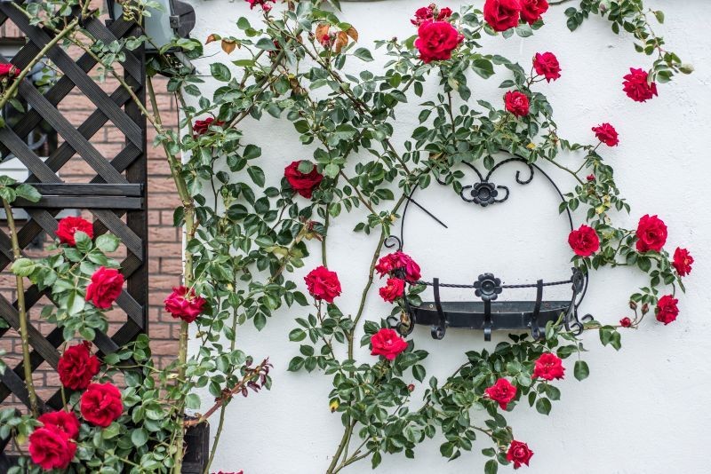 Im lepiej zadbamy o róże pnące przed zimą, tym więcej kwiatów będziemy mieć w sezonie.
