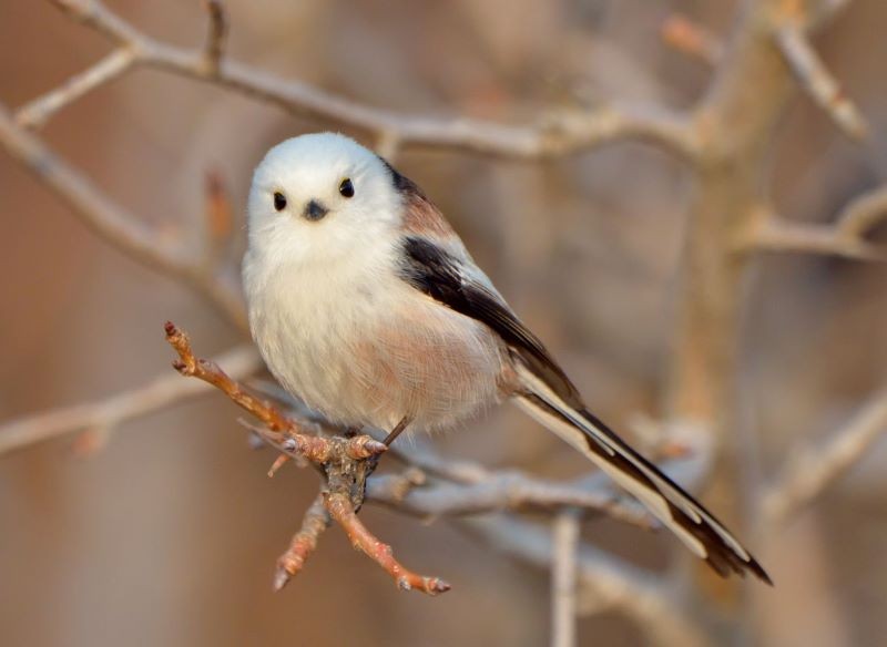 Raniuszek wygląda niczym puchowa kuleczka.