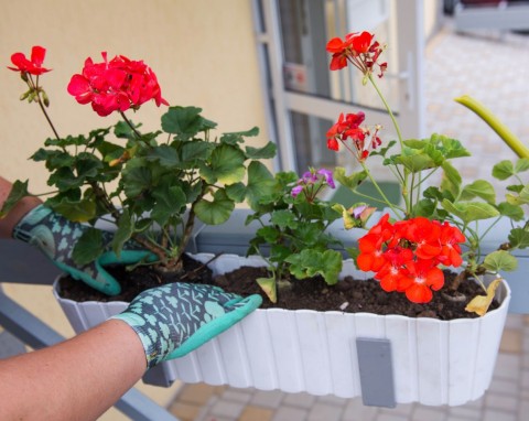 Różne sposoby na zimowanie pelargonii. Prosta metoda, która gwarantuje ogrom kwiatów na wiosnę