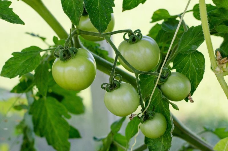 W lipcu o owocujące pomidory trzeba się szczególnie zatroszczyć.
