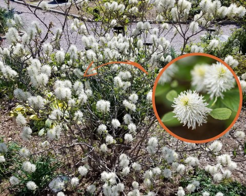 Siwobroda babcia — niezwykle kwitnący, miododajny krzew. Jak uprawiać fotergillę?