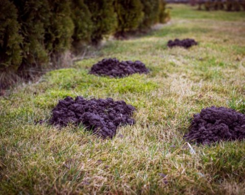 Przyciąga krety do ogrodu jak magnes. Wiele osób popełnia ten sam błąd