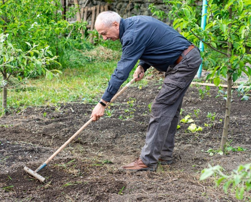 Wapno mieszamy z glebą grabiami.