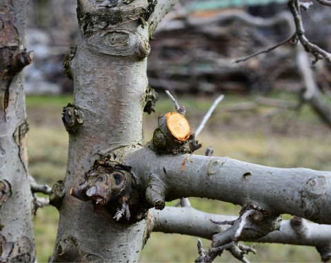 W styczniu przytnij te drzewa i krzewy owocowe. Będziesz mieć rekordowe plony