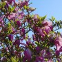 Pozostałe, Majowa weekendowa..............pełna kwiecia................ - .................i magnolia amarantowa w pełni kwitnienia...............