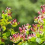 Rośliny, Kwitnące pnącza - Wiciokrzew pomorski (Lonicera peryclimenum) zwany inaczej suchodrzewem jest pnączem owijającym się wokół podpór pędami, które z czasem drewnieją. Jego wzrost jest intensywny, szybko zarasta podpory, a rurkowate, często słodko pachnące kwiaty kwitną właściwie cały sezon wegetacyjny – co jest niezaprzeczalnie jego wielką zaletą. Niektóre gatunki z tego rodzaju mają zimozielone liście, wszystkie natomiast do obfitego kwitnienia potrzebują dużej ilości słońca. Są mało wymagające co do gleby. Roślinę tę poleca się do uprawy zarówno w większych pojemnikach, jak i w gruncie.

Fot.123RF.com