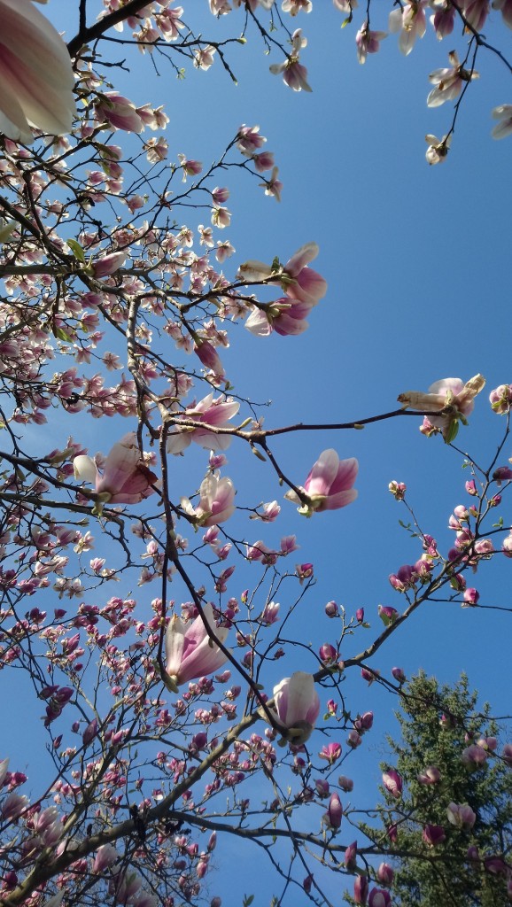 Rośliny, Czas na magnolie.....................