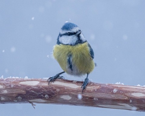 Czy znasz ptaki, które zimują w Polsce? Ciekawy QUIZ dla miłośników ptaków