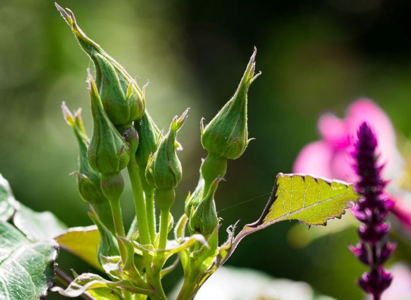 Wczesną wiosną sprawdzamy pH gleby, w której rosną róże.