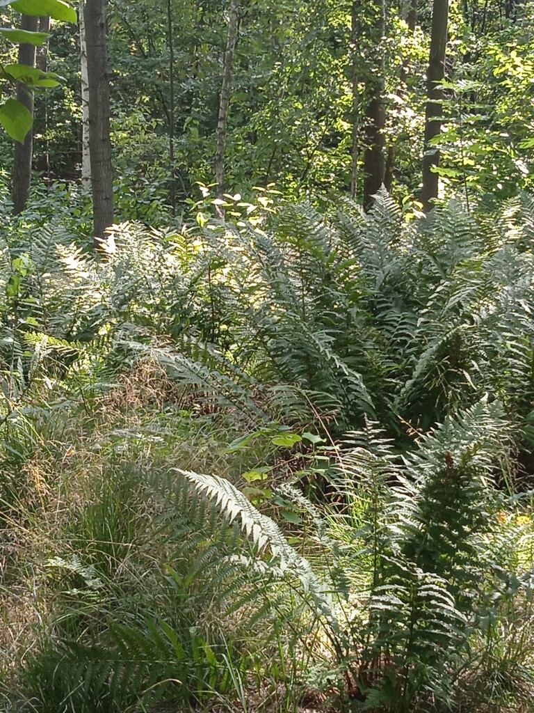 Leśne klimaty, PARKOWE ZACISZE