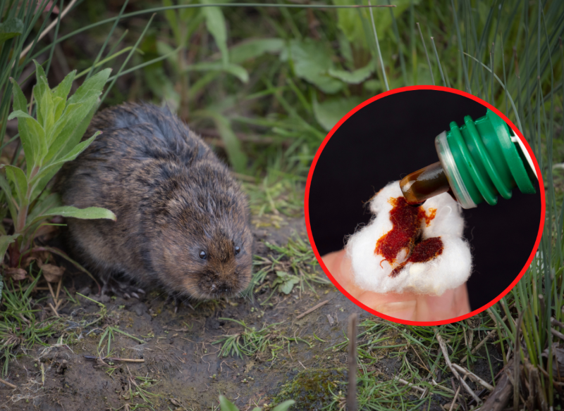 Tuje Usychają, W Ogródku Pełno Kopczyków, To Może Być Robota Szkodnika ...